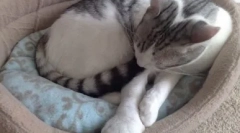 Cum să ajutați animalele de companie: dacă pisica are o labană umflată